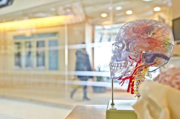 Studieren über 40: Auswirkungen aufs Gehirn